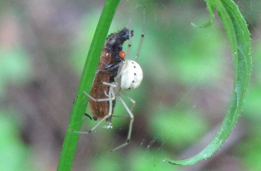 Enoplognatha ovata che ha catturato Laghria hirta